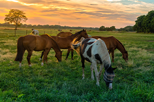 Farm_Ranch Insurance