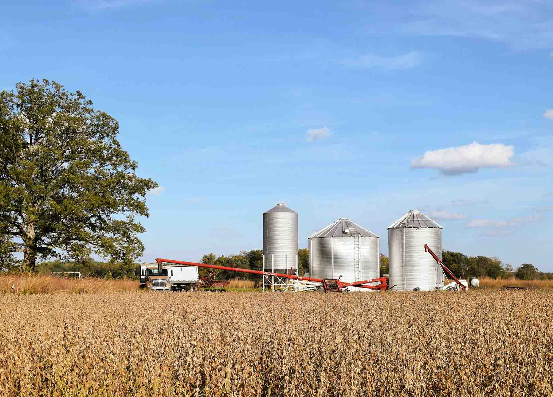 A rural farm scene with three large silver grain silos standing in a field of dry crops. A tractor and equipment are positioned near the silos, and a large tree is on the left side of the image under a blue sky with a few clouds.