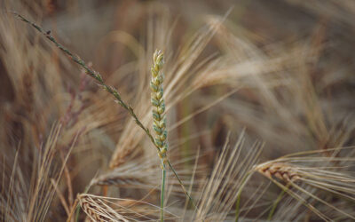 A Montana Farmer’s Guide to Crop Insurance: What to Consider Before the Growing Season